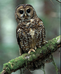 Spotted Owl