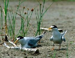 tern