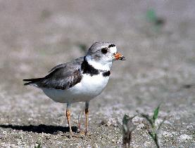 piping plover